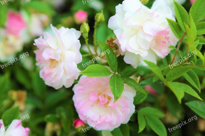 Rose Spring Flower Nature Love