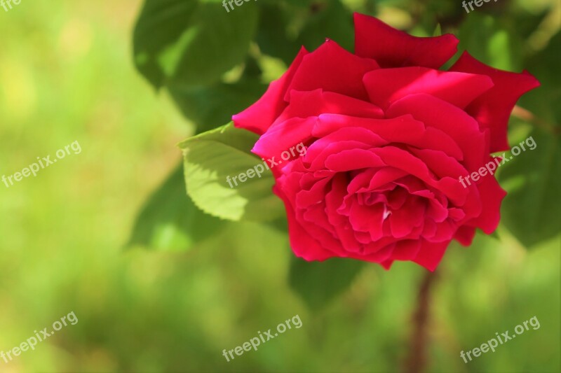 Rose Spring Flower Nature Love