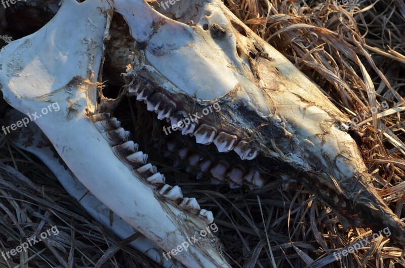 Skull Skeleton Deer Dead Teeth