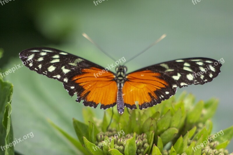 Butterfly Wings Orange Insect Animal