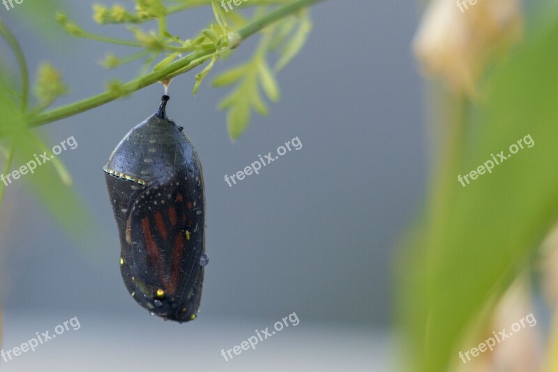 Butterfly Nature Insect Cocoon Monarch