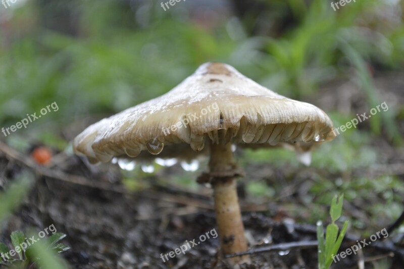 Fungi Vegetation Nature Free Photos