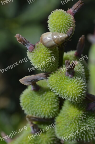 Flowers Green Snail Plants Vegetation