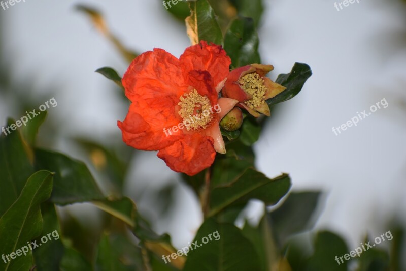 Flower Pomegranate Nature Tree Fruit