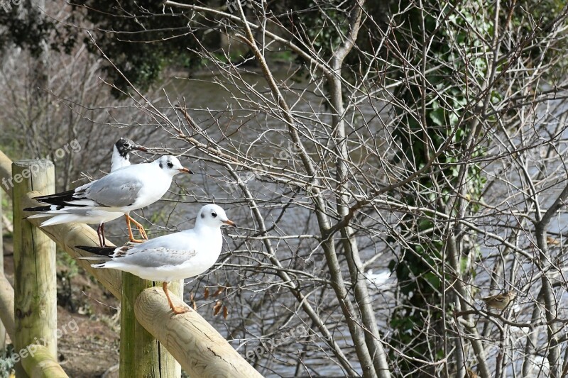 Bird Seagull Elizabeth Tern Free Photos