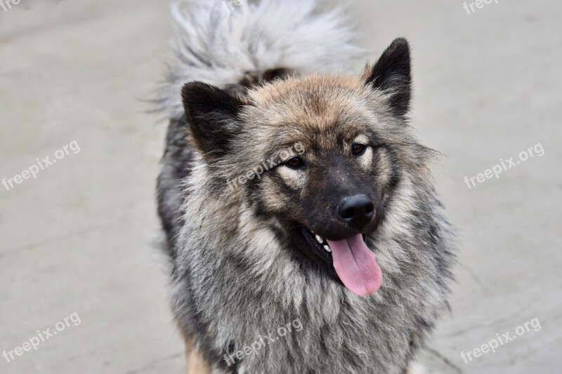 Chien Chienne Eurasier Chienne Orlaya Blue Eurasier Jeune Femelle Eurasier