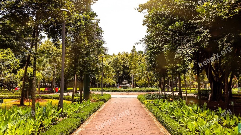 Summer Park Nature Garden Plant