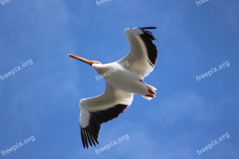 Bird Seagull Flight Flying Wings