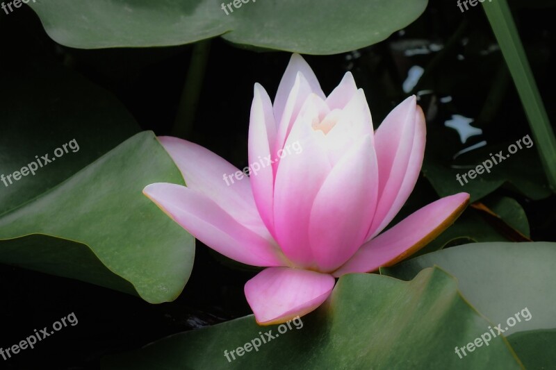 Water Lily Pink Flower Blossom Petals