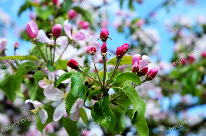 Apple Blossom Spring Apple Tree Blossom Bloom