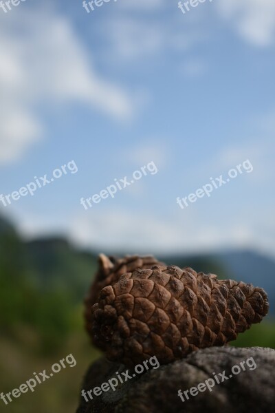 Echinacea Mountain The Wild Stone Brown