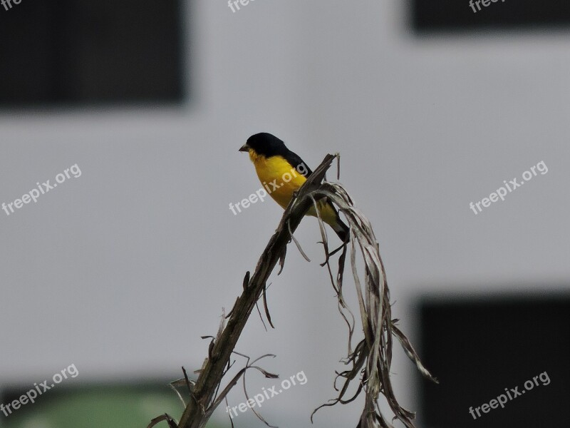 Bird Ave Vijilante Yellow Nature