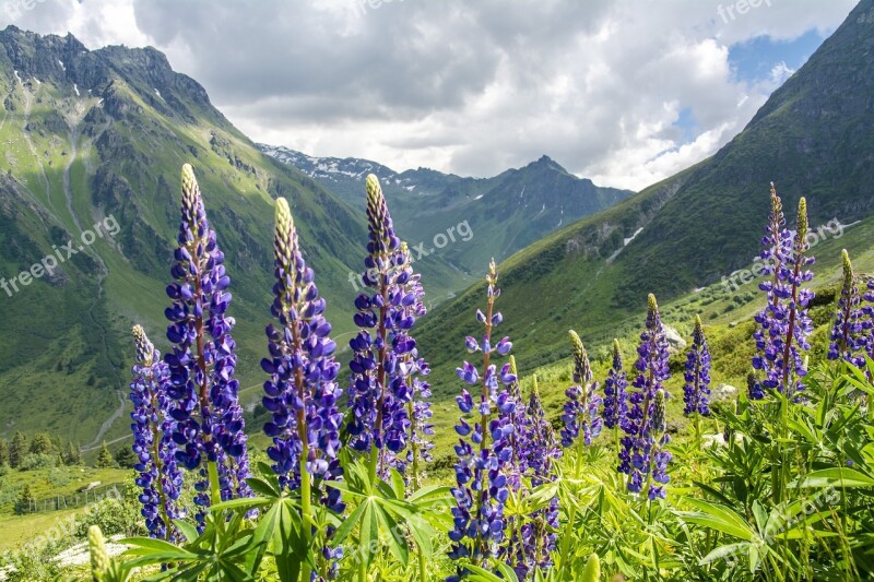 Lupins Blossom Bloom Flower Nature