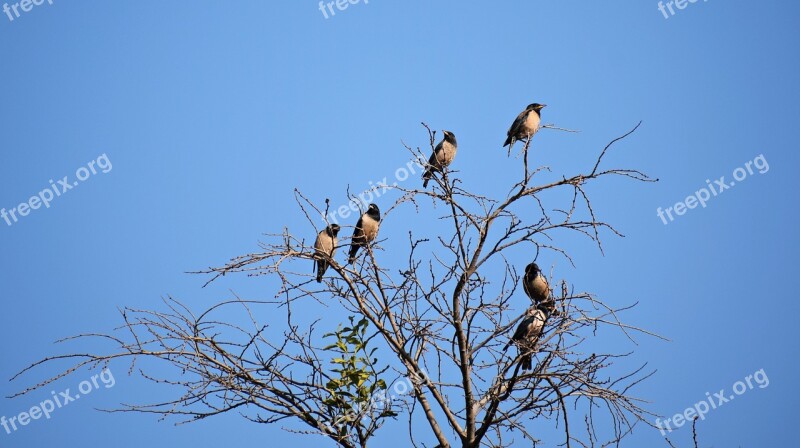 Birds Sitting Branch Animal Nature