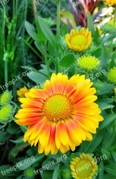 Gallardia Orange Yellow Flower Nature