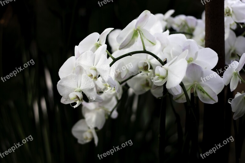 Orchid Flowers Flower Flora Bloom