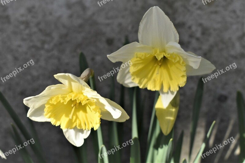 Osterglocken Flowers Plant Easter Spring