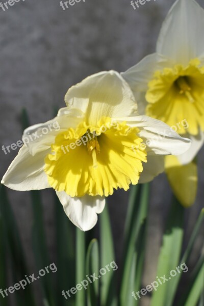 Osterglocken Flowers Plant Easter Spring