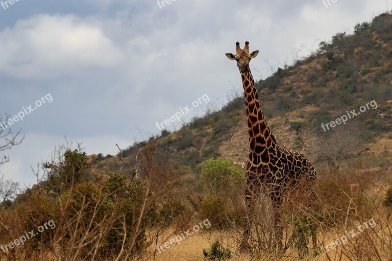 Giraffe Africa Kenya Safari Animal World