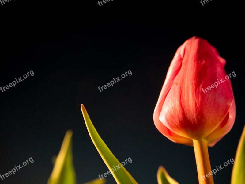 Night Tulip Flowers Plant Romantic