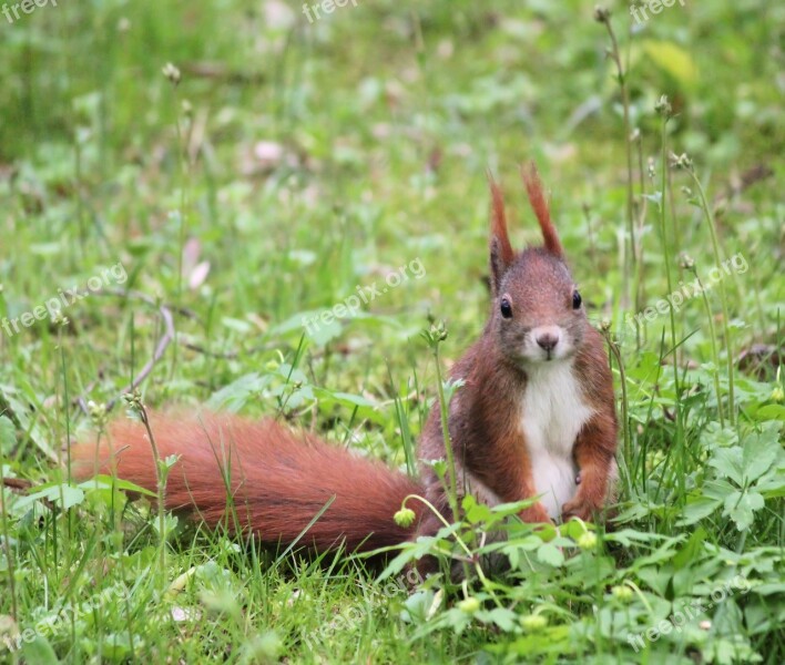 The Squirrel Redheaded Nature Ears Tail