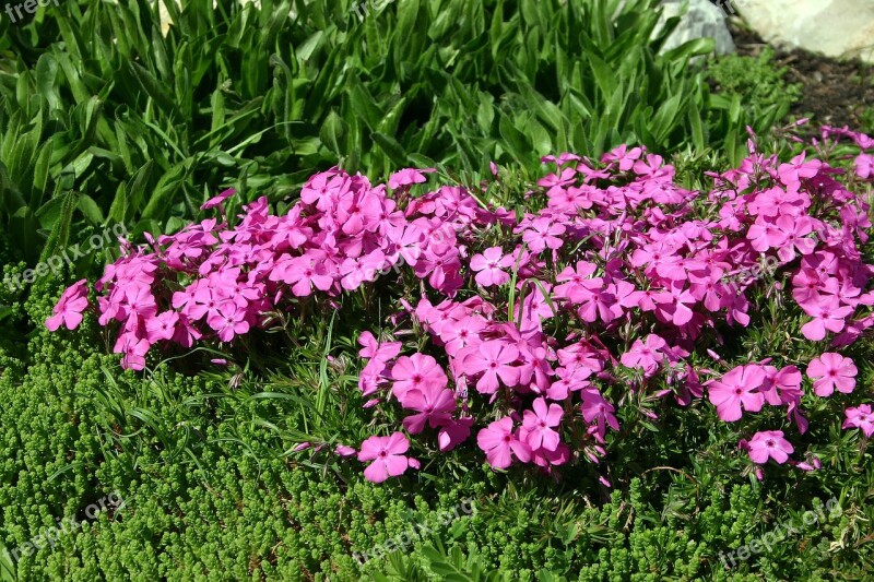 Plox Flower Garden Summer Pink