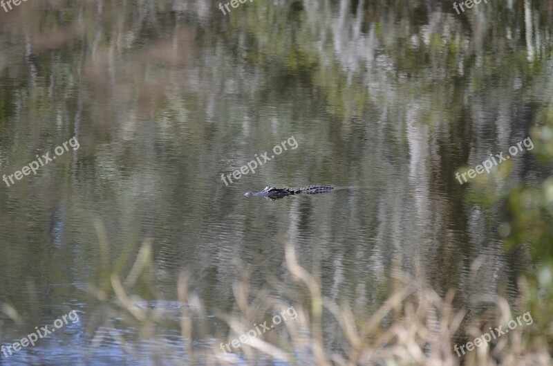 Gator Swamp Alligator Nature Reptile