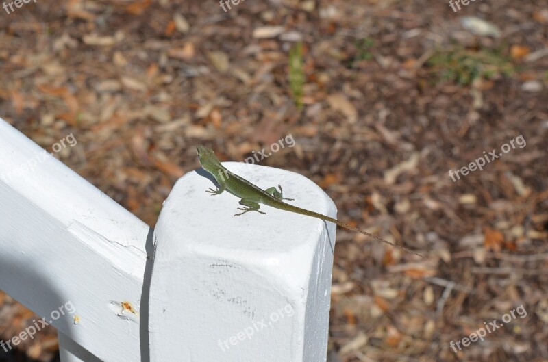 Nature Outdoors Wildlife Lizzard Animal