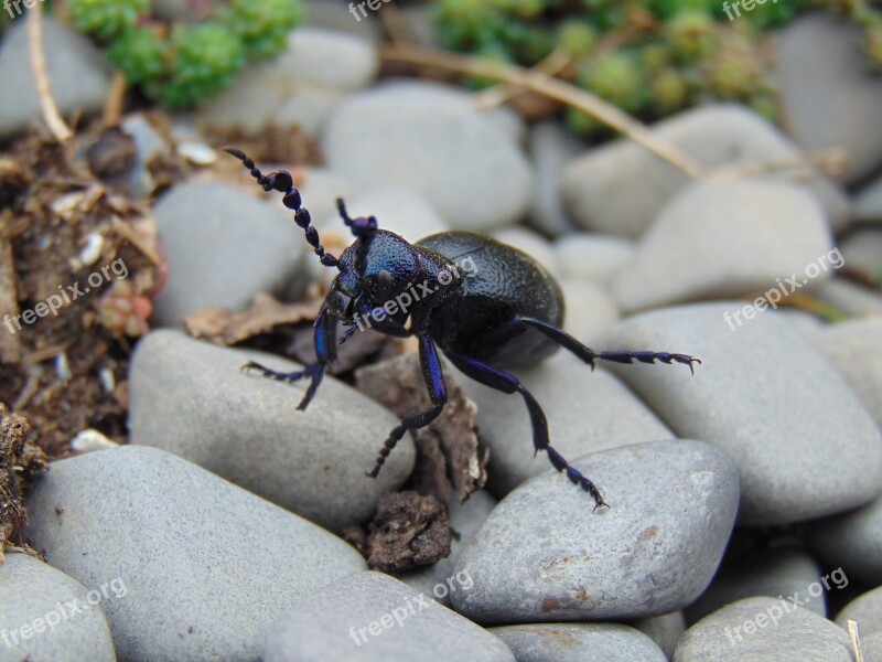 Blue Nünüke Insect Nature Macro Beetle