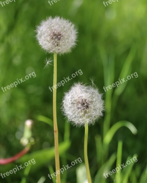 Dandelion Flower Nature Plant Pointed Flower