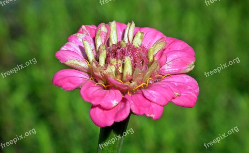 Zinnia Pink Flower Summer Nature