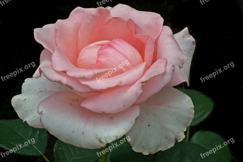 Rose Flower Pink Blossoming Nature