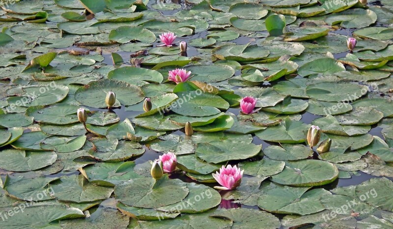 Water Lilies Pink Water Lily Summer Garden