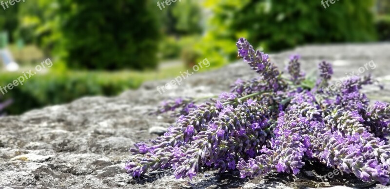 Lavender France Burgundy Purple Nature