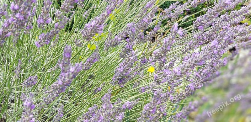 Lavender France Burgundy Purple Nature