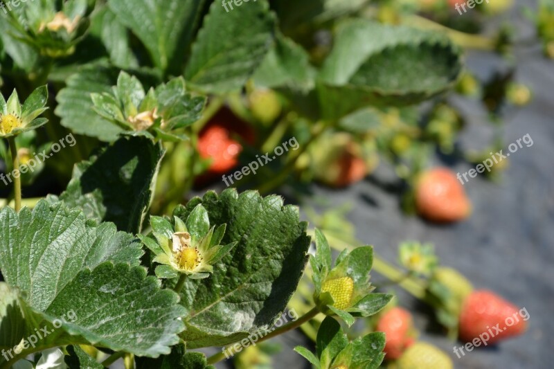 Strawberry Planting Harvest Field Free Photos