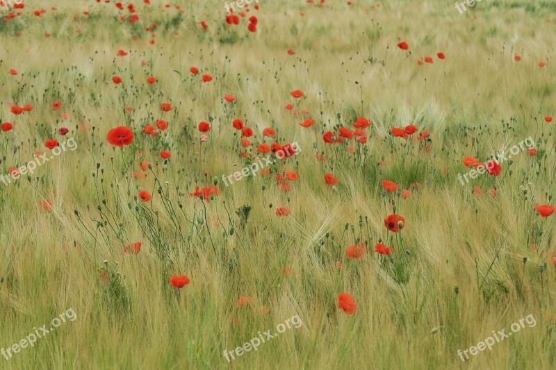 Poppy Field Of Poppies Red Field Poppy Flower