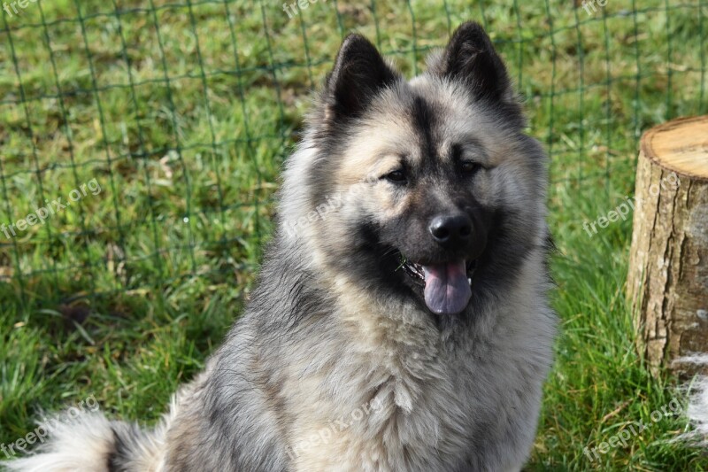 Dog Dog Eurasier Eurasier Dog Christmas Blue Doggie