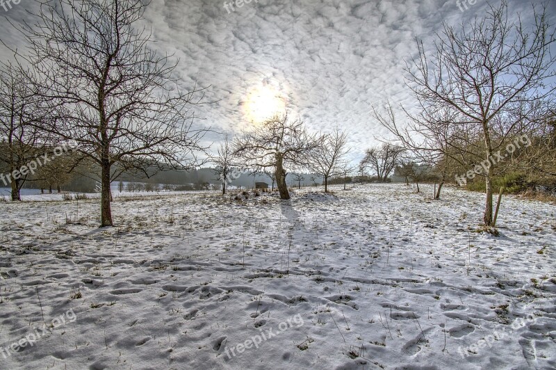 Winter Orchard Snow Sun Fruit Tree