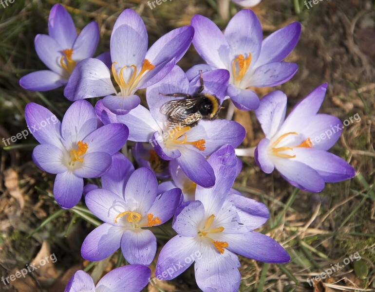 Insect Hummel Crocus Sprinkle Blossom