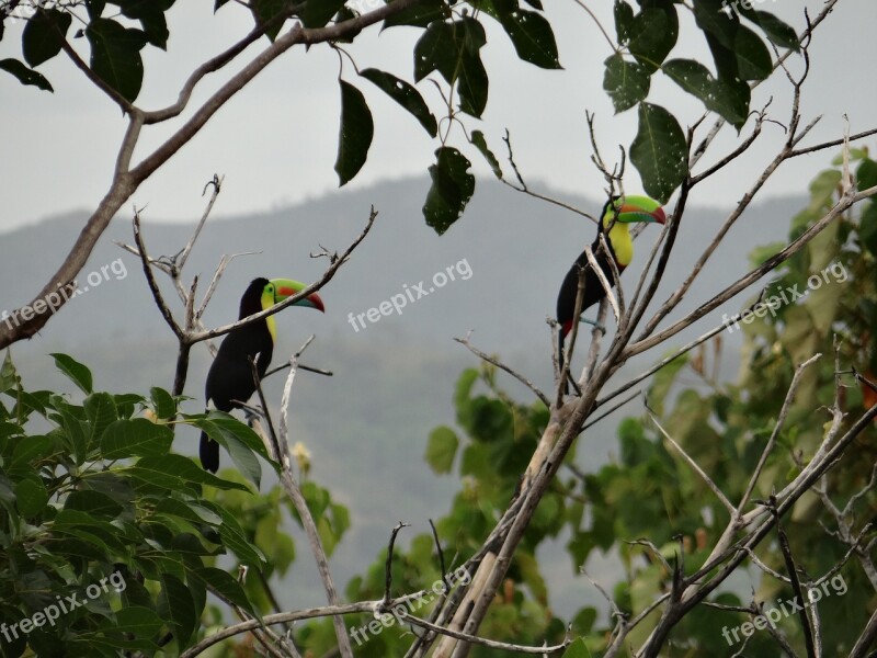 Toucan Branches Bi Bird Colorful