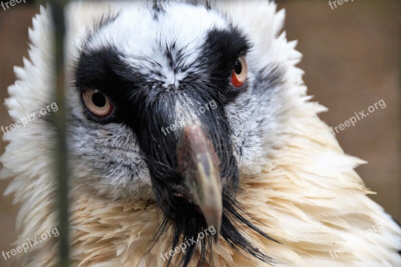 Bird Large Predator Eagle Feather