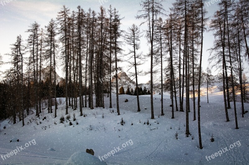 Landscape Winter Snow Trees Nature