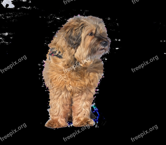 Dog Tibet-terrier Isolated Pet Animal