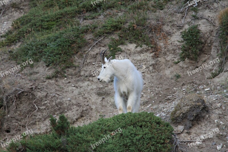 Mountain Goat Animals Wildlife Free Photos