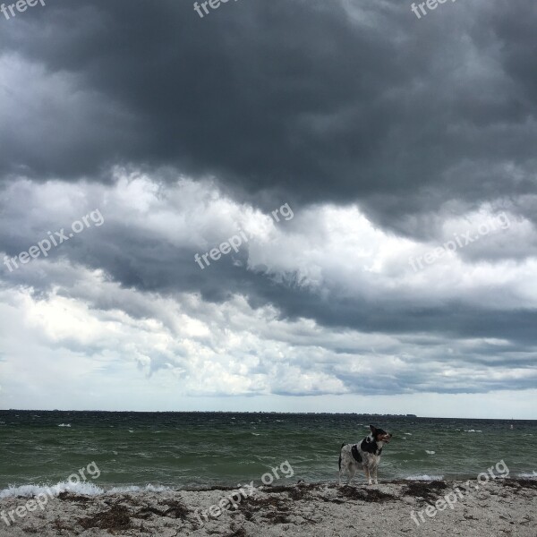 Storm Dog On The Beach Clouds Gulf Of Mexico Sky