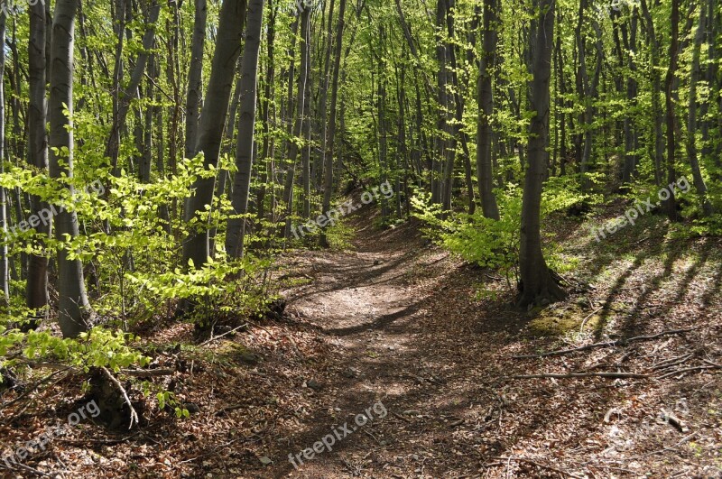 Mountain Trail Hiking Vitosha Free Photos