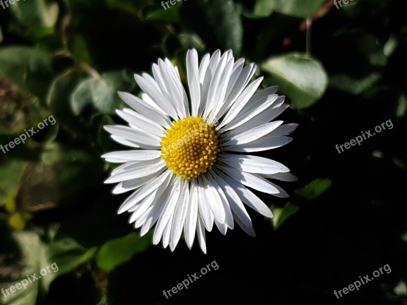 Daisy Spring Flowers Nature Bloom