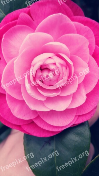 Camellia Flower Rosa Free Photos