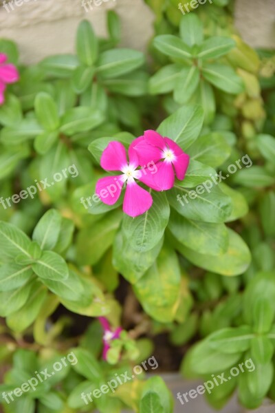 Nature Flowers Roses Flower Spring